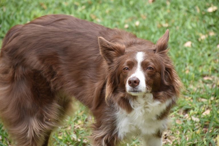 What's The Best Age to Neuter a Male Border Collie?