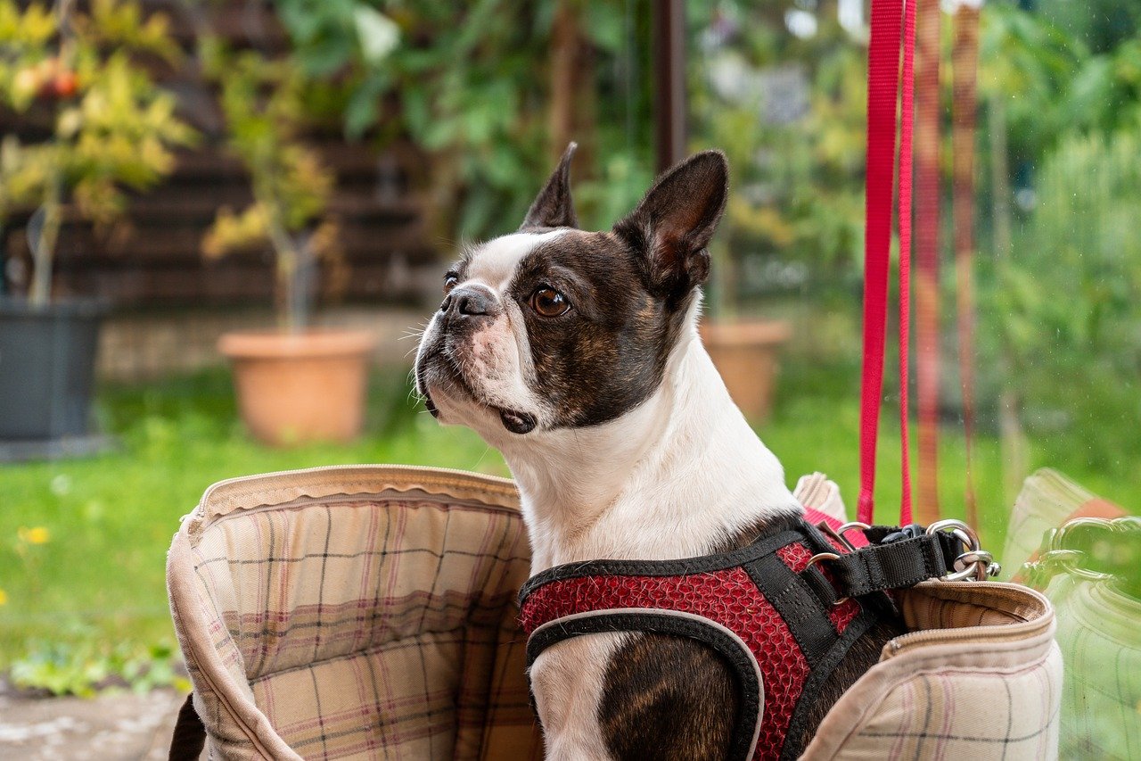 Can a Boston Terrier Live in An Apartment?