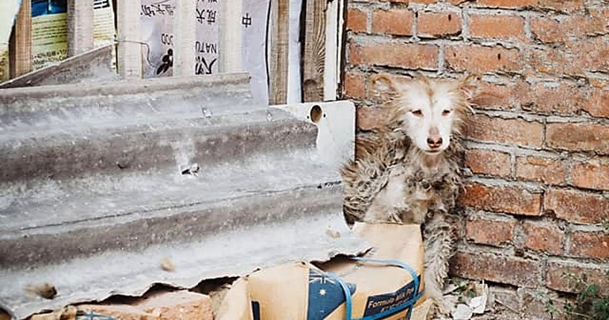 While All The Other Dogs Played, The Neglected Husky Sat Frozen With Fear In A Corner