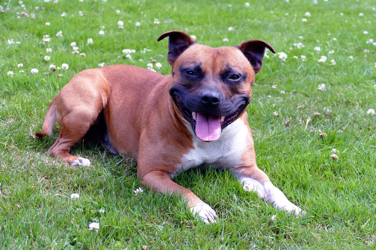 Can a Staffordshire Bull Terrier Live in An Apartment?