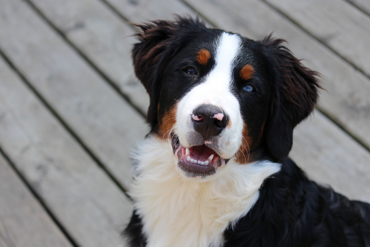 What’s The Best Age to Neuter a Male Bernese Mountain Dog?