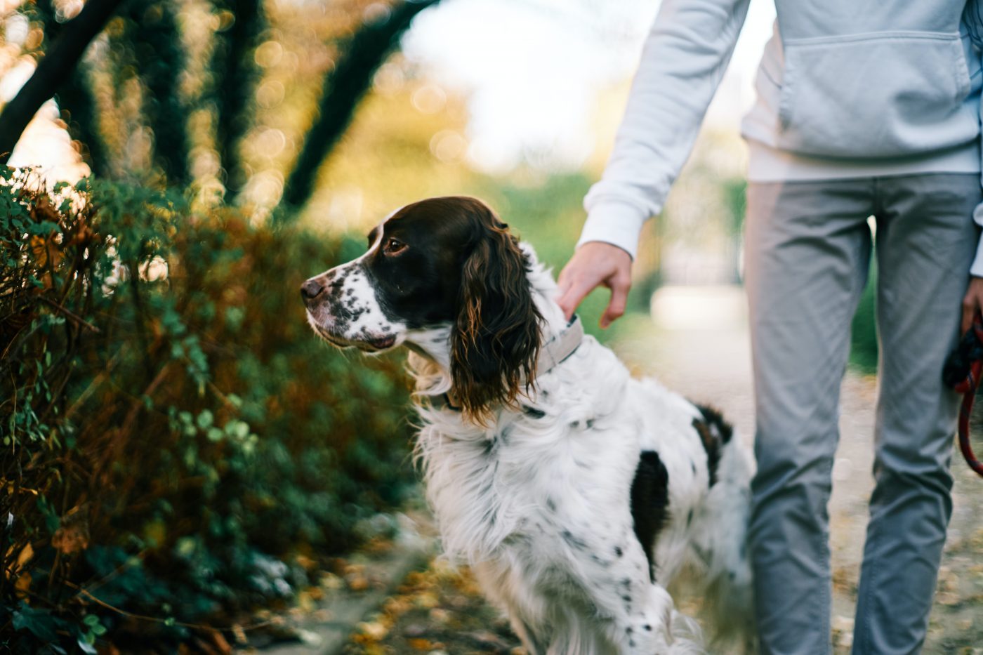 Ideal Diet for English Springer Spaniels - The Ultimate English ...