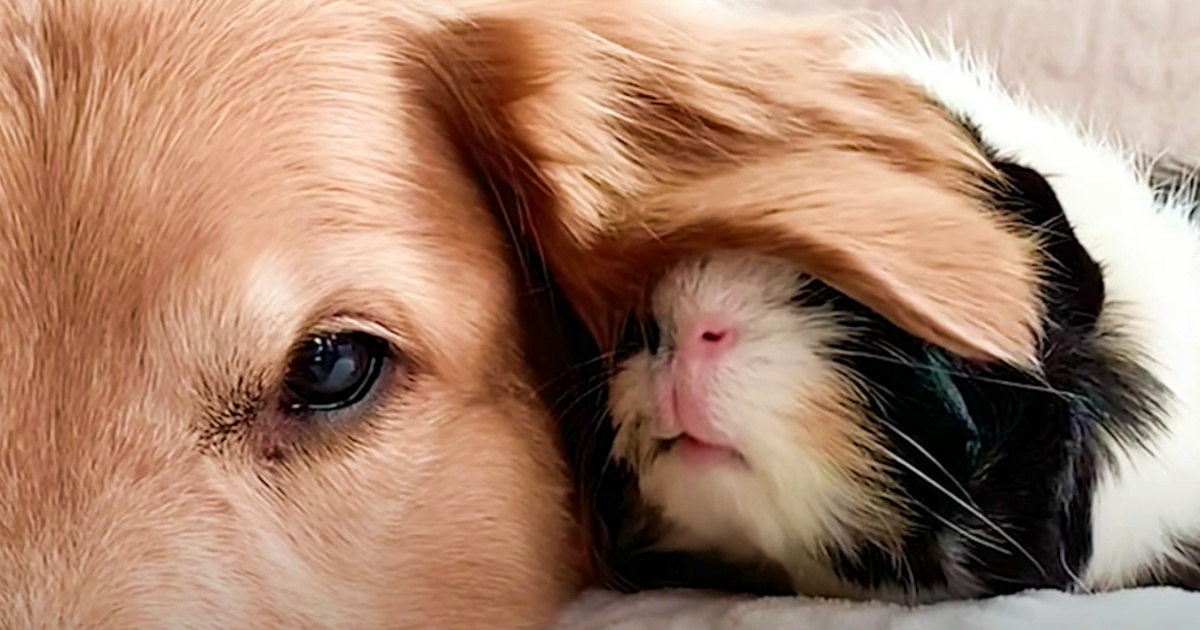 Guinea Pig Shadows Golden Retriever Like He’s Operated By Remote Control