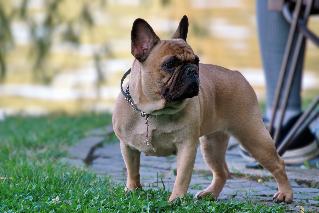 How Much Does a French Bulldog Bark?