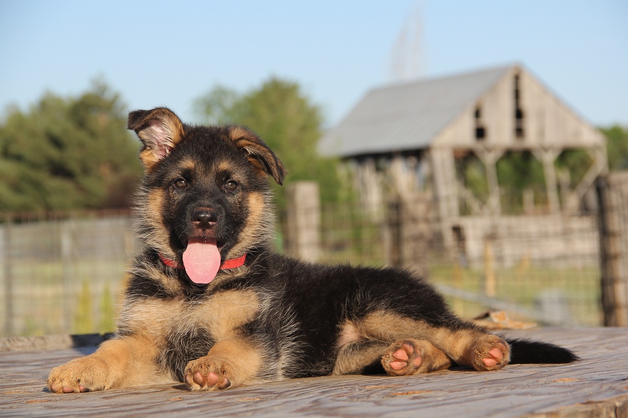 are german shepherds good with newborns