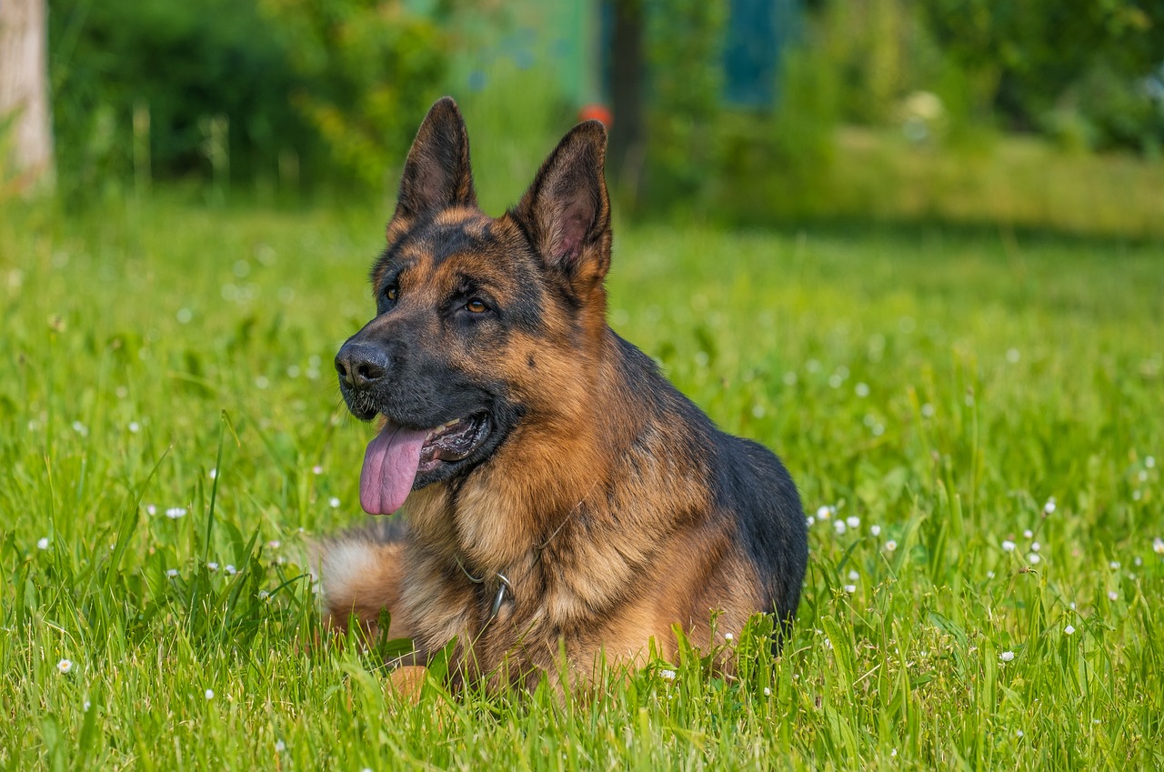 What Is The Best Age To Spay A Female German Shepherd