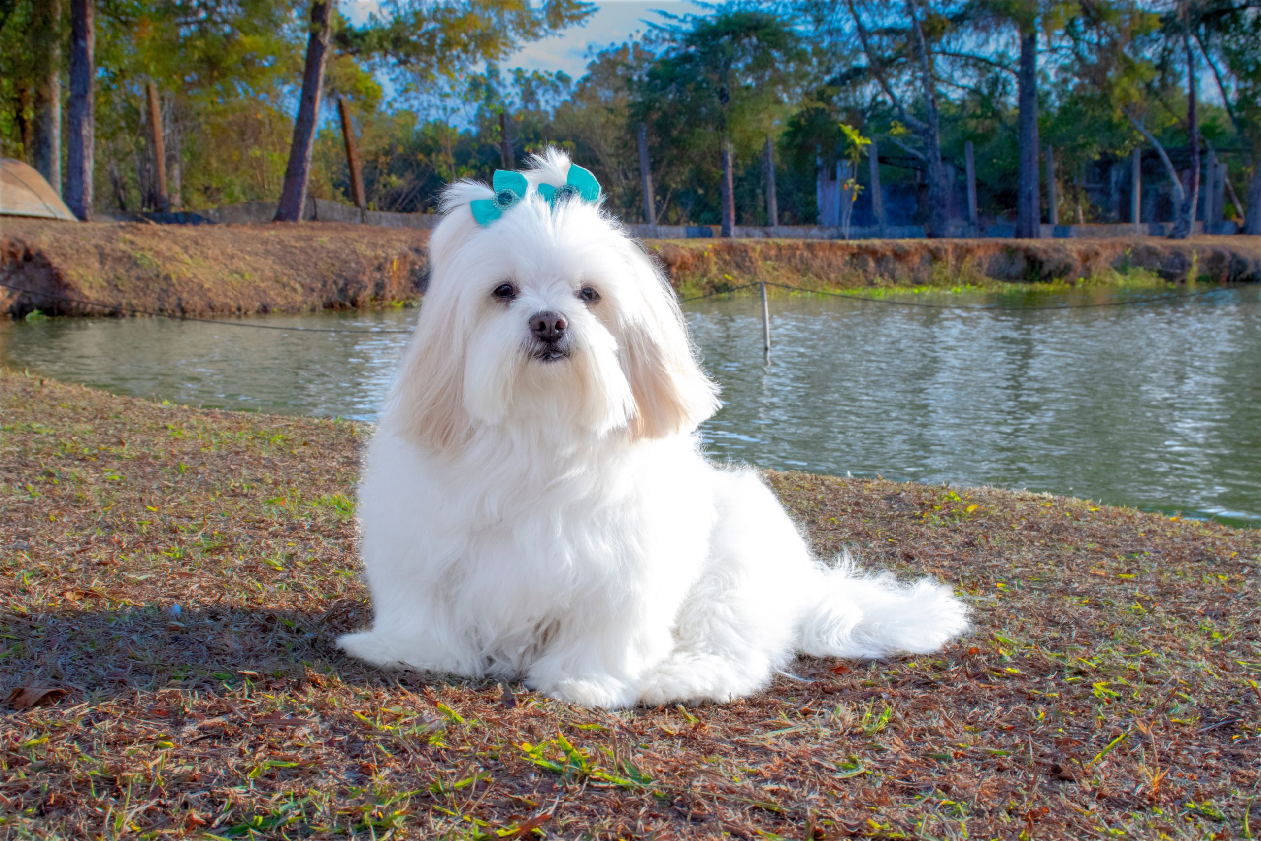 Are Lhasa Apso Safe in Cold Weather?