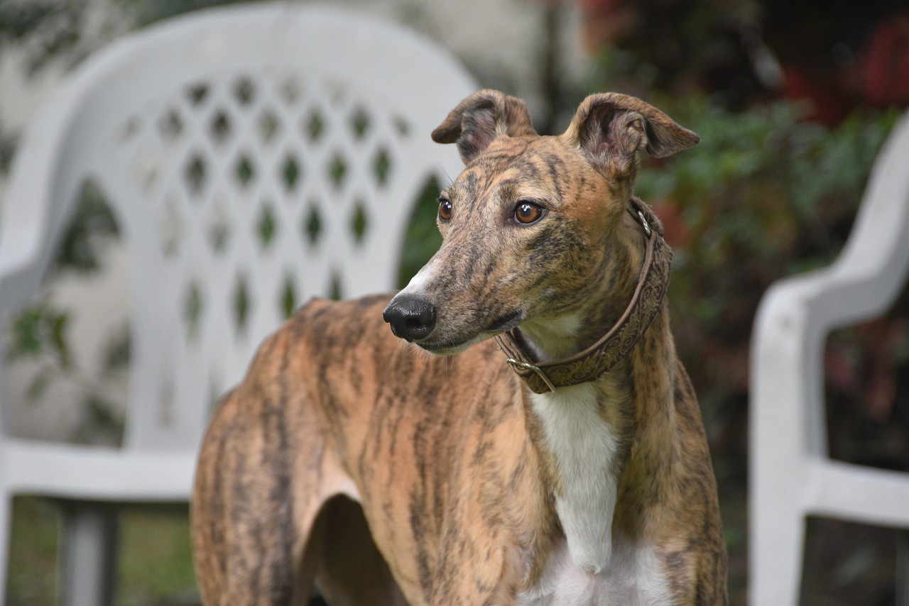 What’s The Best Age to Spay a Female Greyhound?