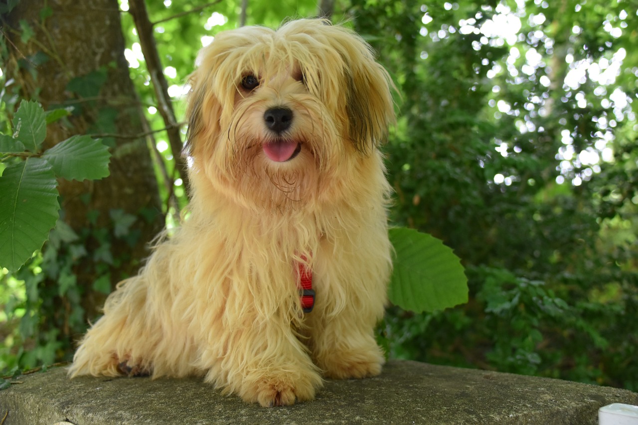 Havanese good sales with kids