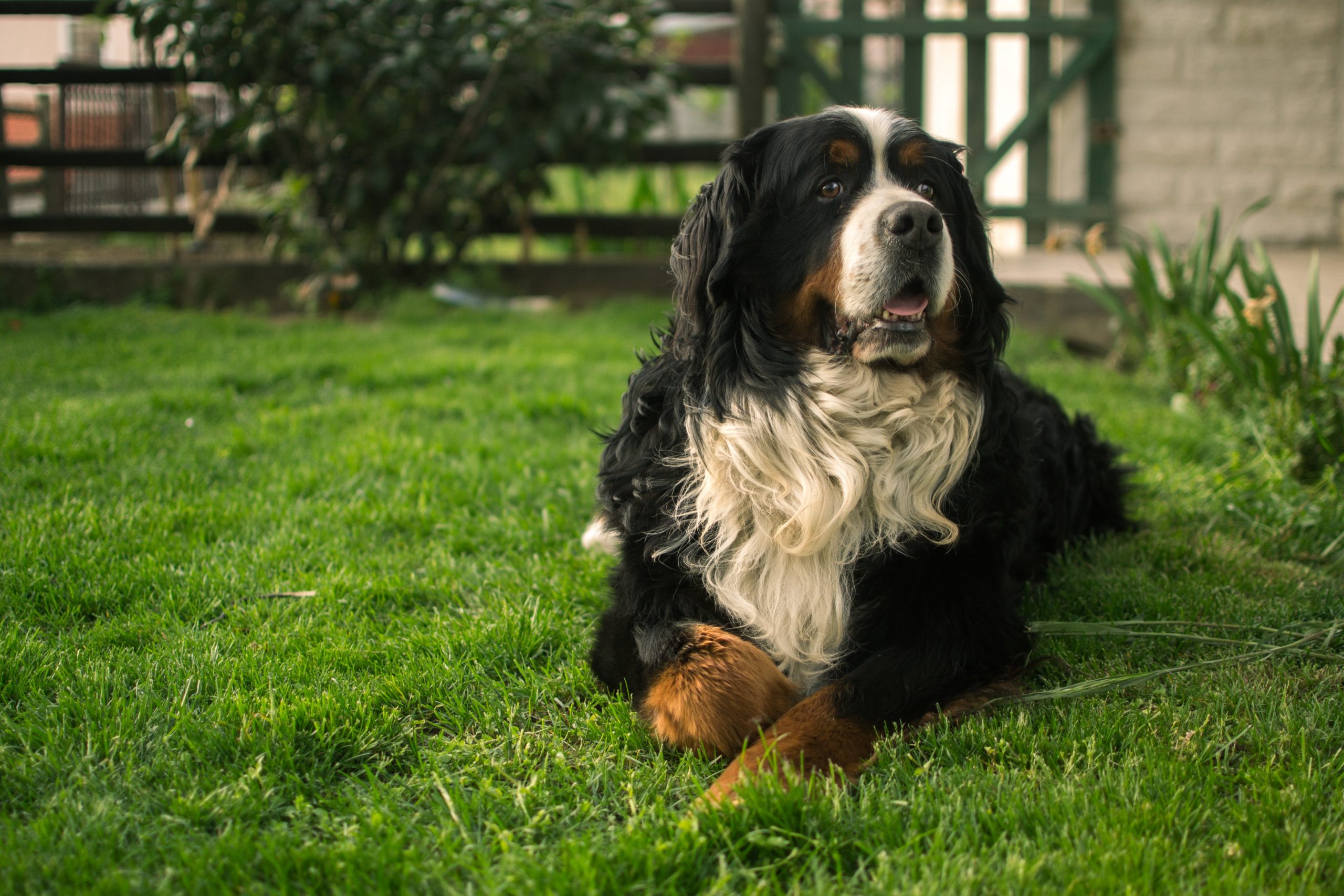 How Much Does a Bernese Mountain Dog Bark?