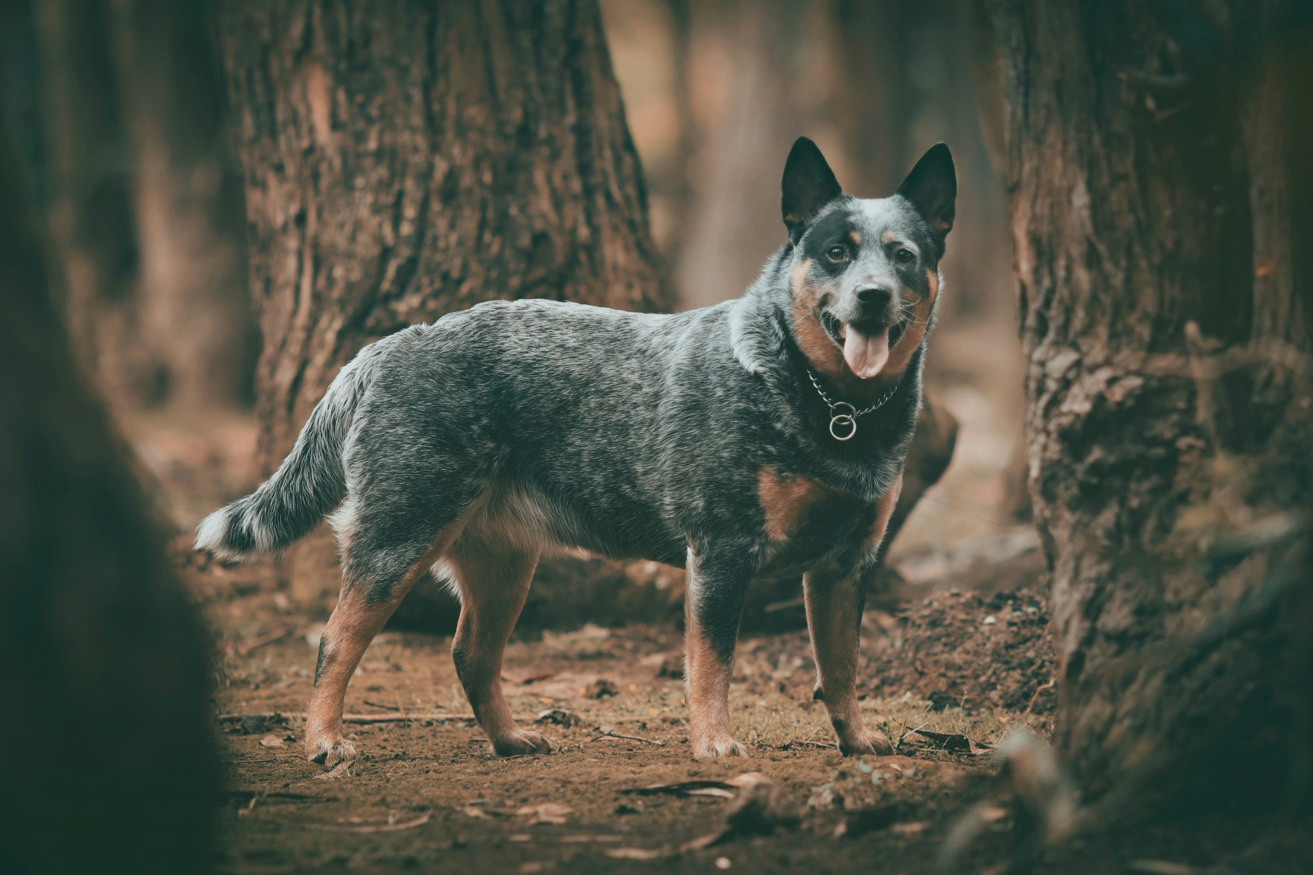 Best food for store a blue heeler