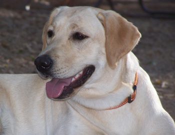 Why is My Lab Not Eating? - iHeartDogs.com