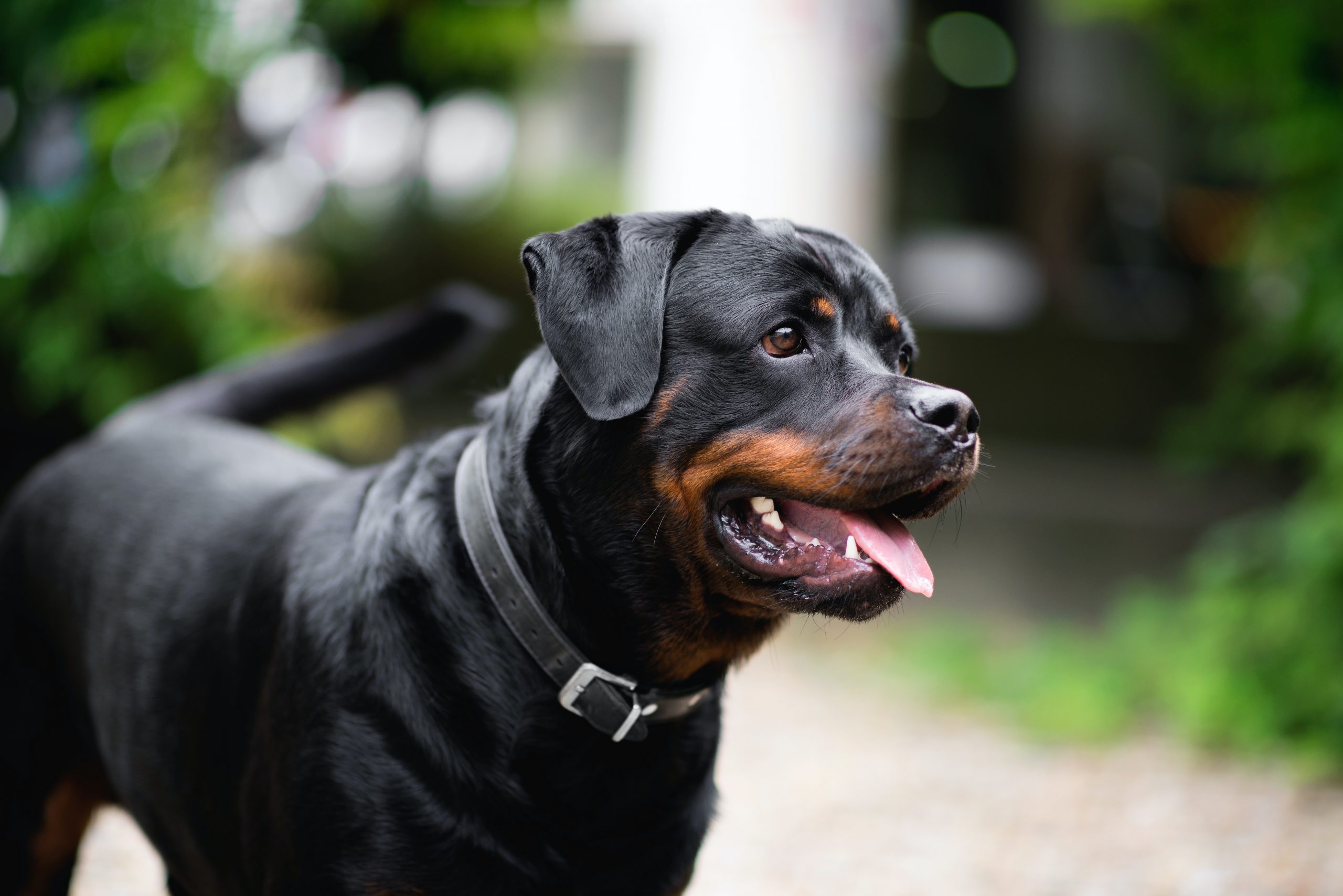 How Much Excercise Does a Rottweiler Need?