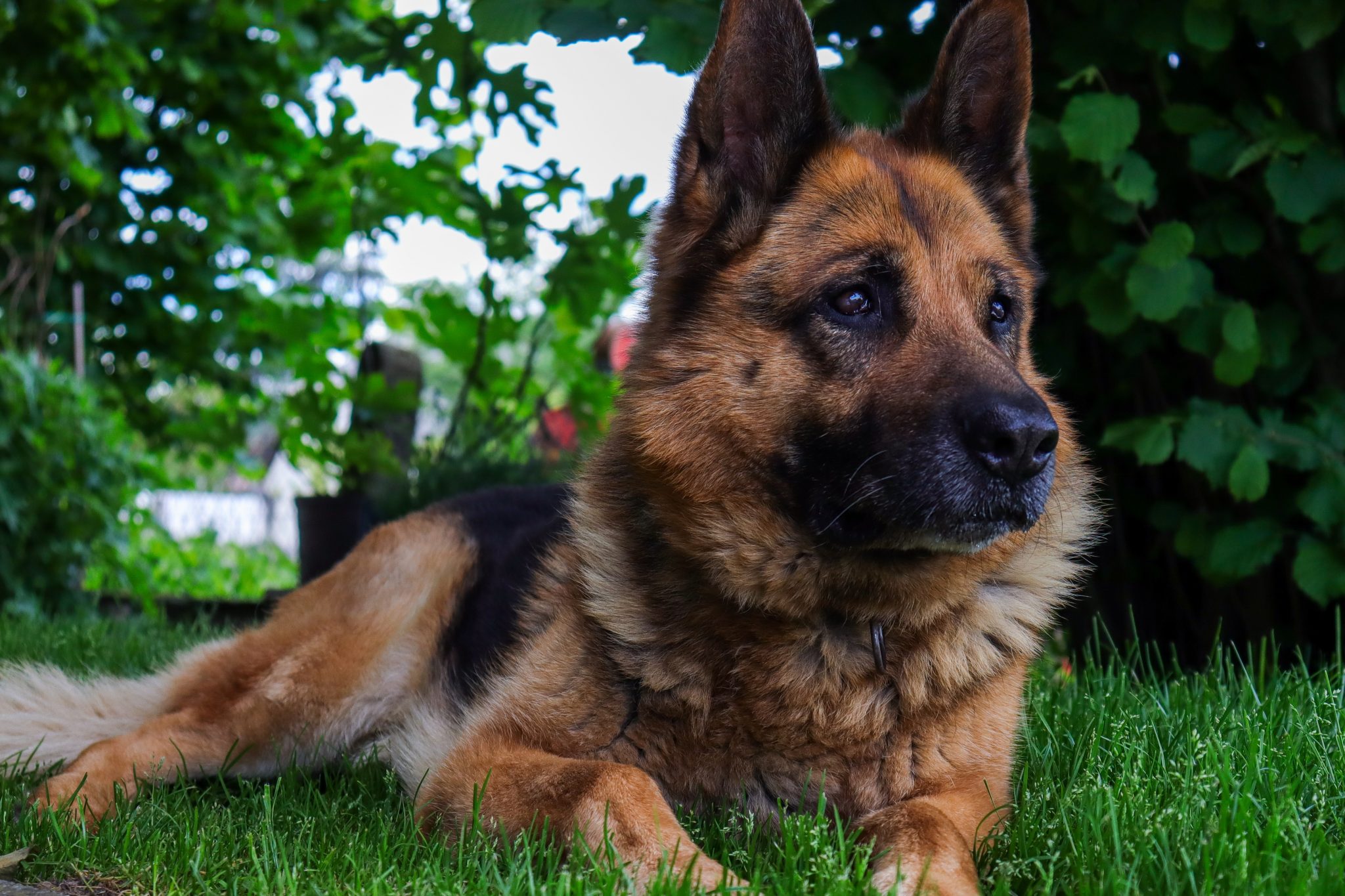 15 Dog Breeds Known for Their Strong Protective Instincts