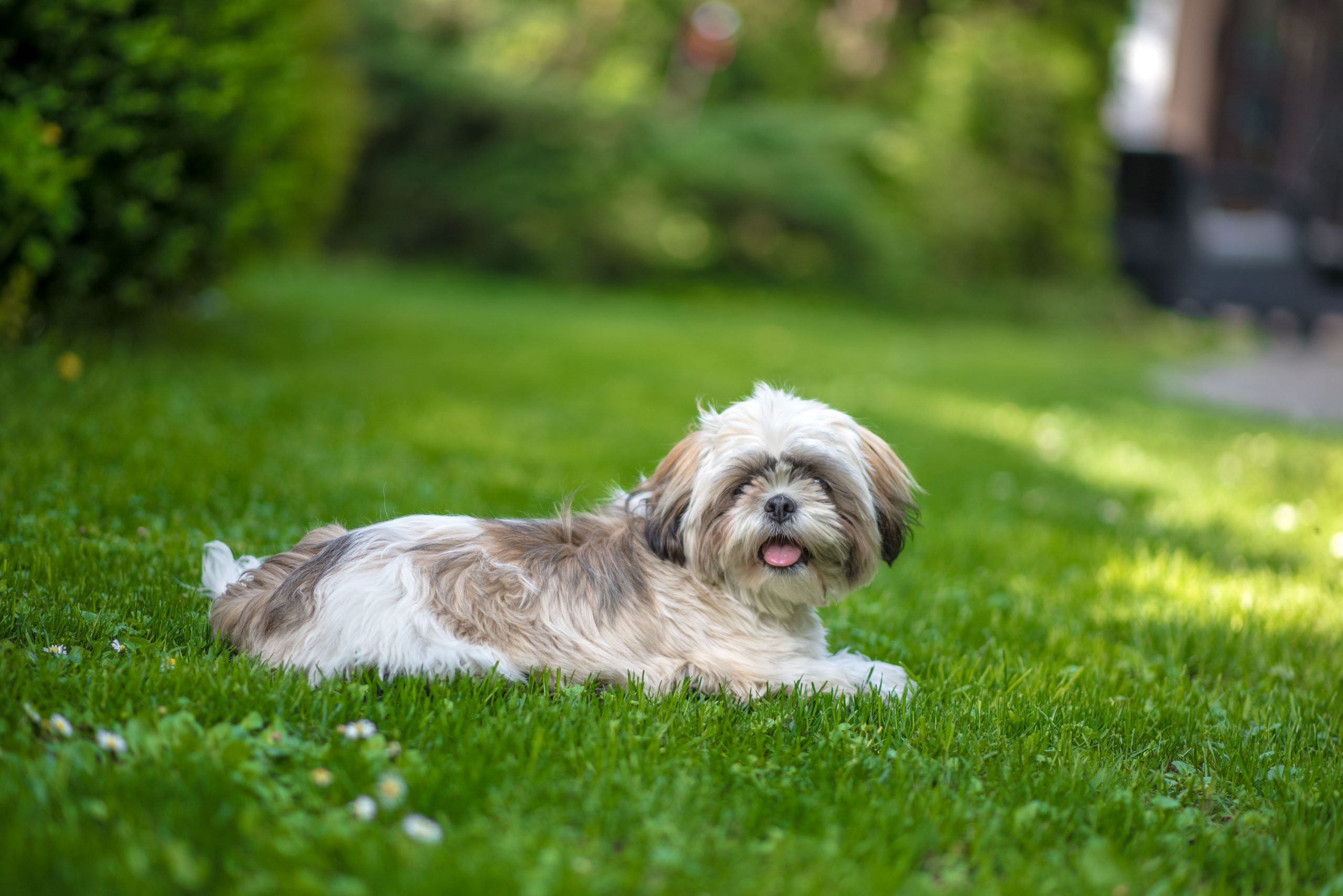 My shih tzu is not eating best sale