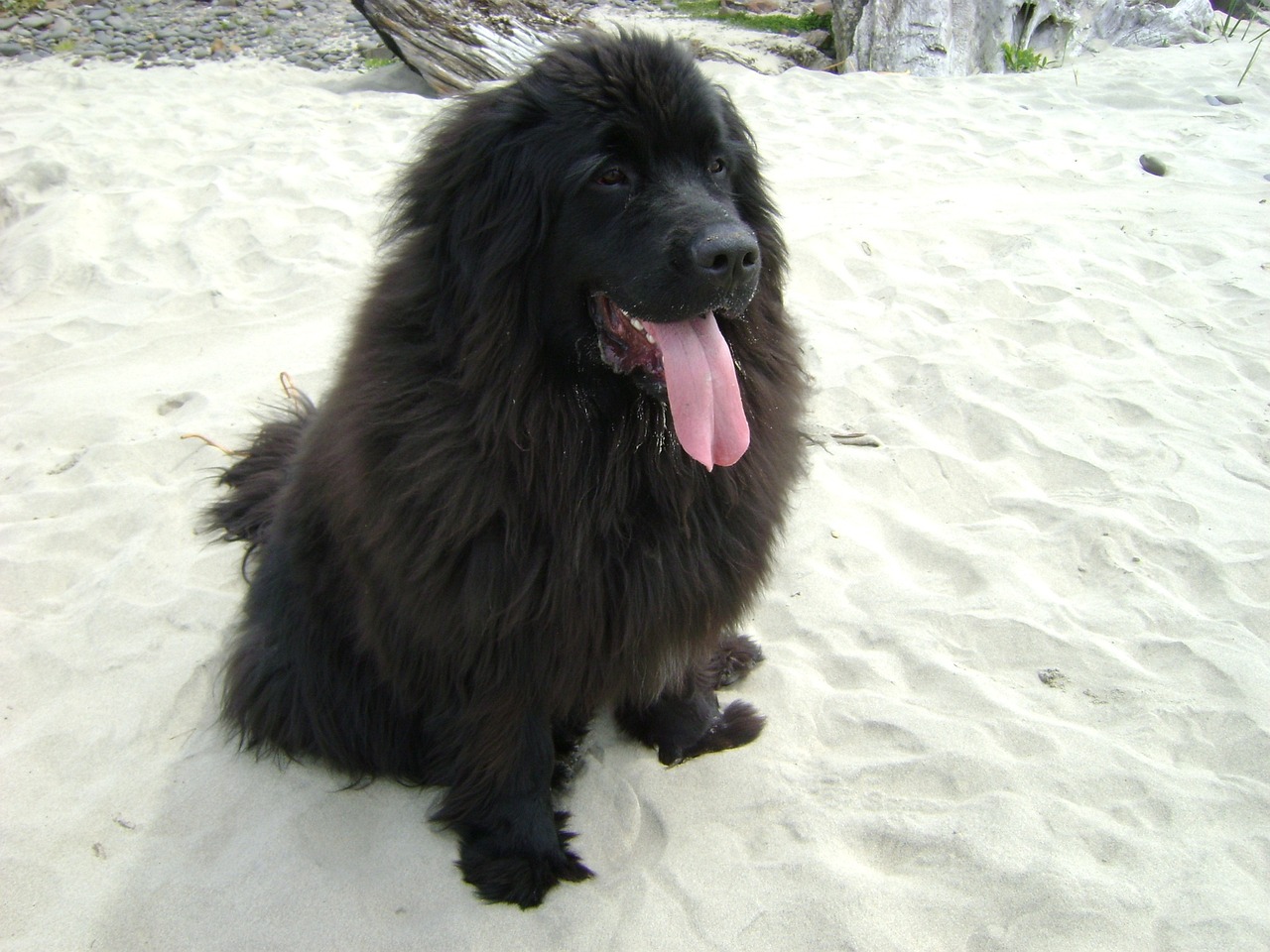 Newfoundland best sale dog kids