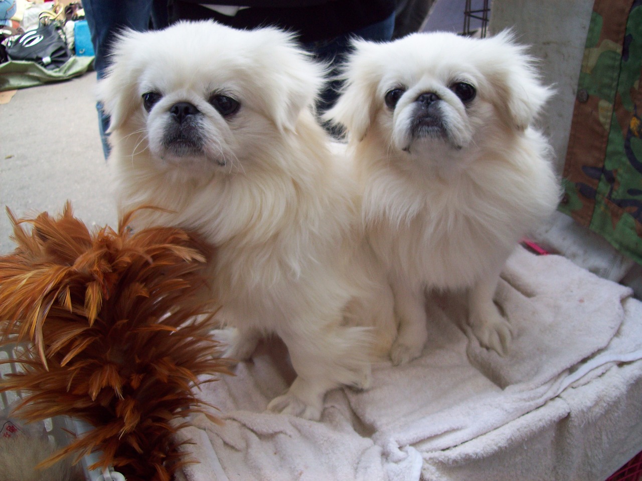 4 month clearance old pekingese