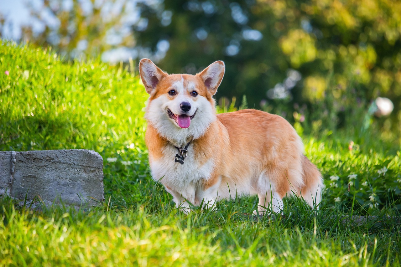 What’s The Best Age to Spay a Female Corgi?