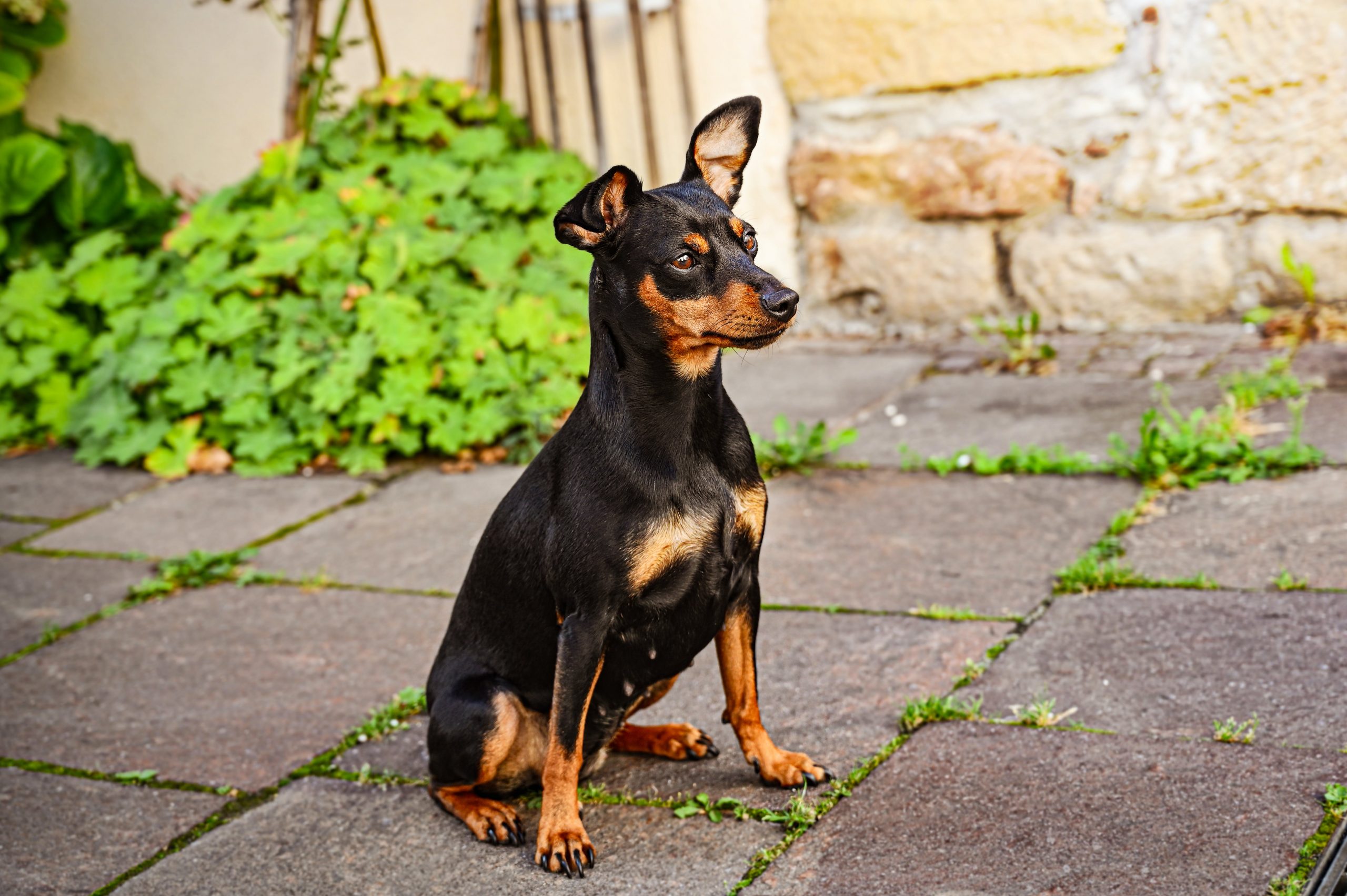 Best dog food outlet for miniature pinschers