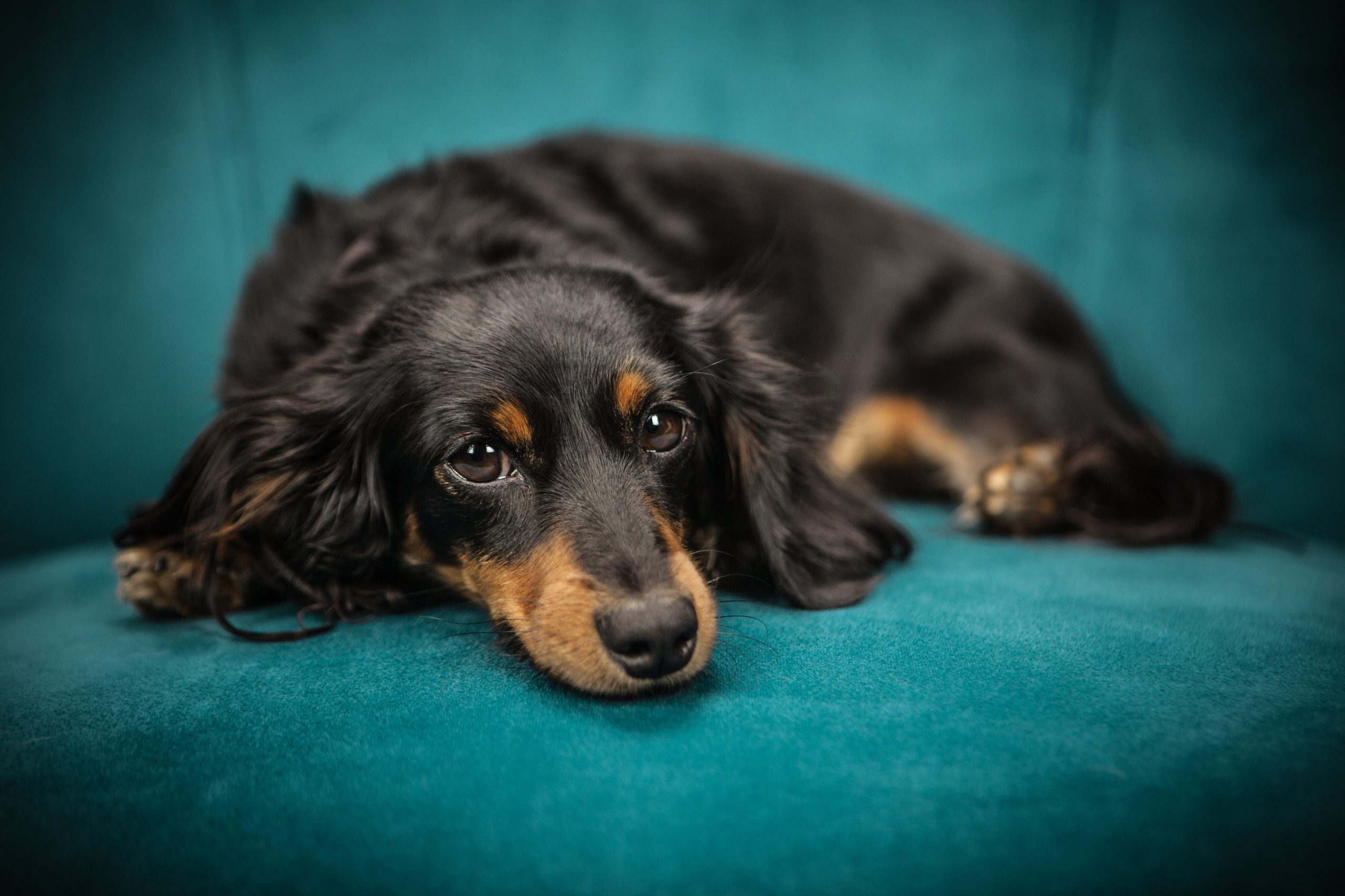 Can a Dachshund Reside in An House?