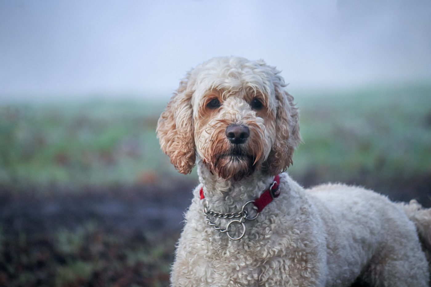 Labradoodle picky clearance eater