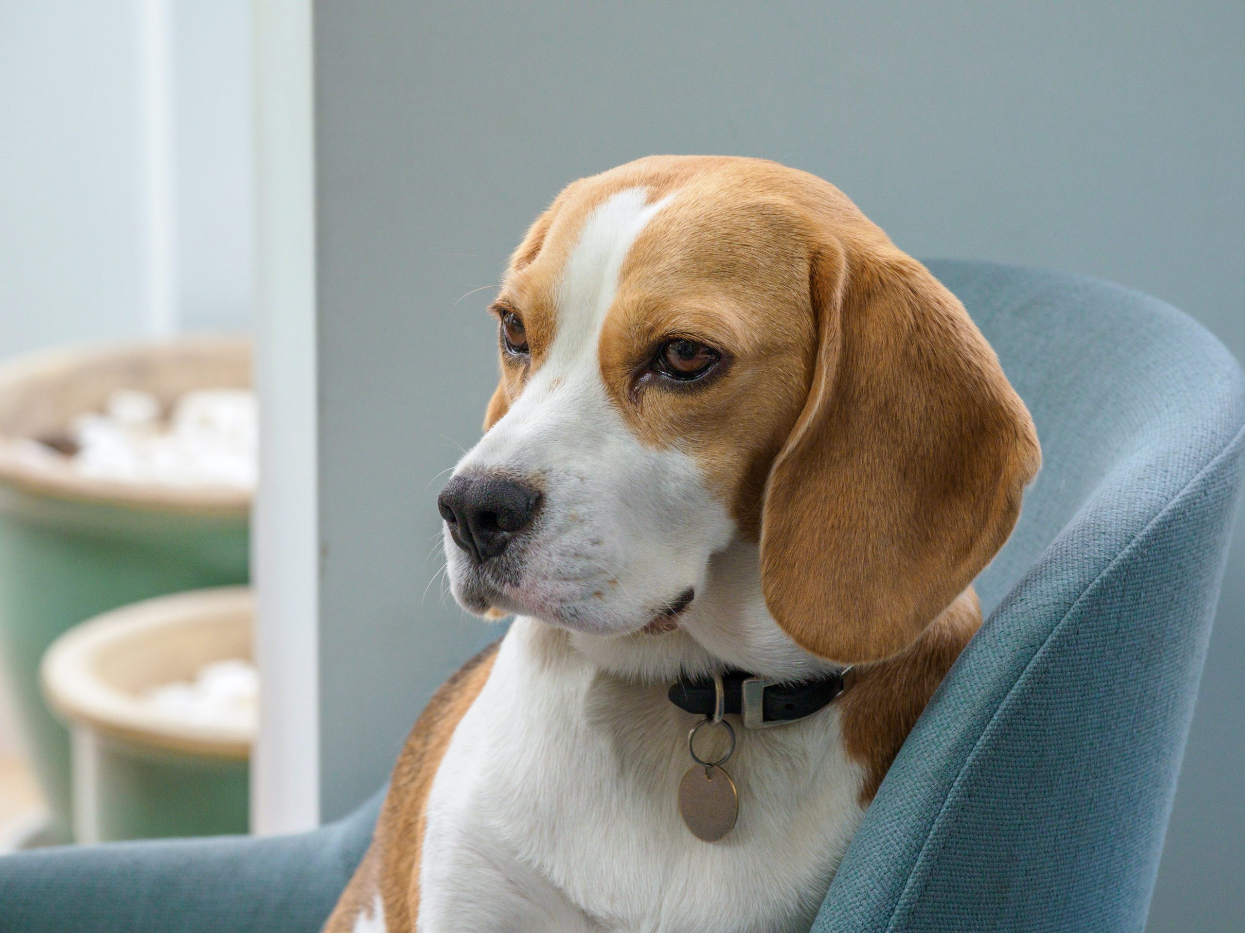 How Much Exercise Does a Beagle Need?