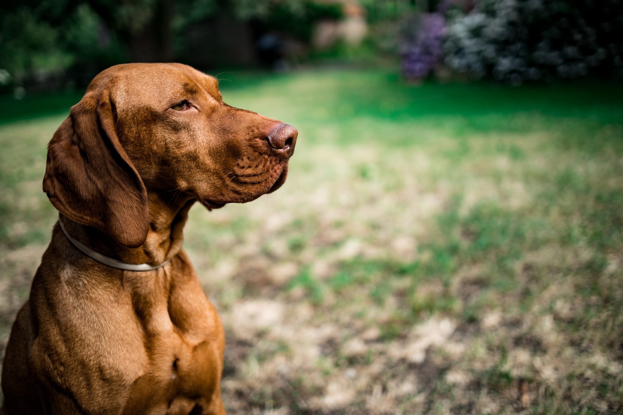 Dog Reeds Medium 10 Medium Breed Dogs with the Longest Life Spans - iHeartDogs.com