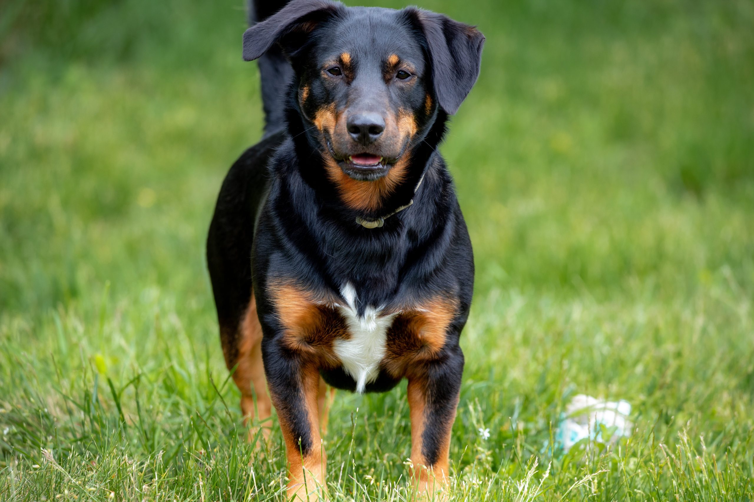 How Often Do You Need To Groom a Rottweiler?