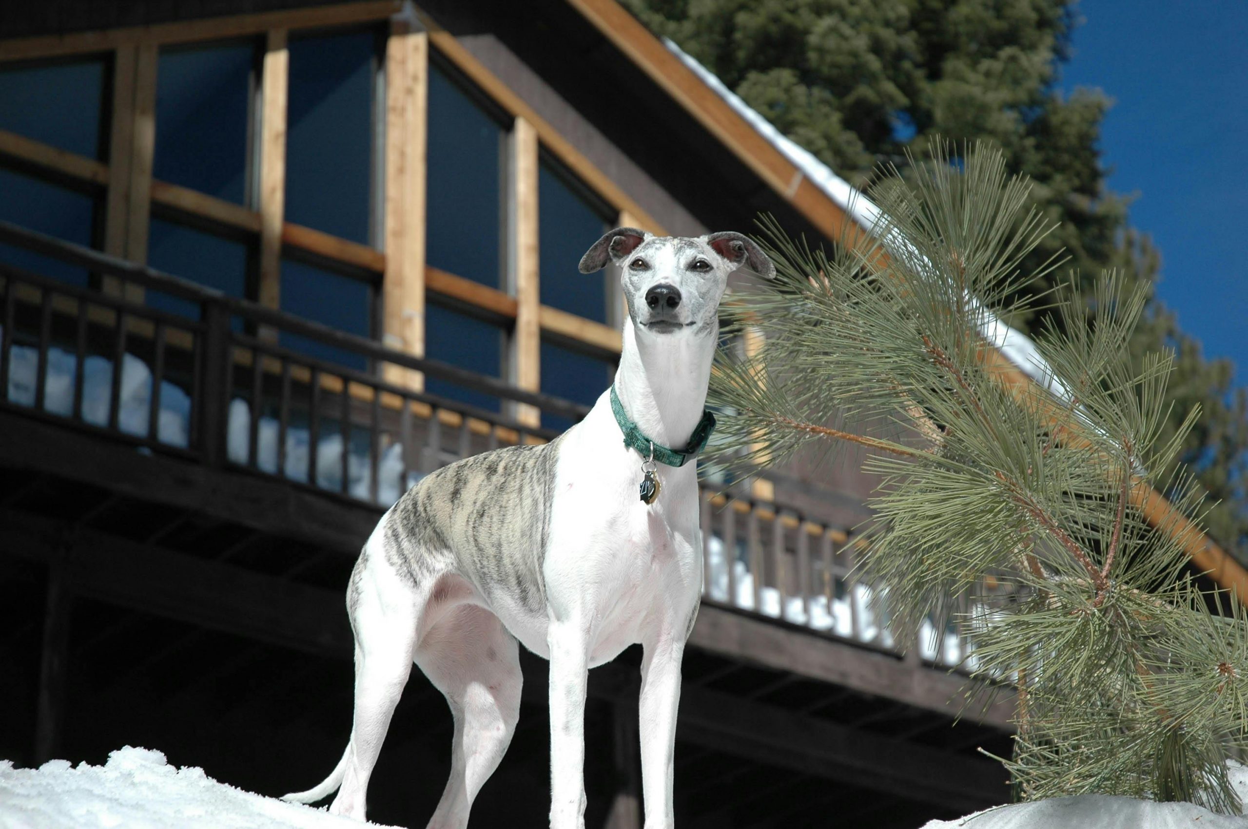 Best dry outlet food for whippets