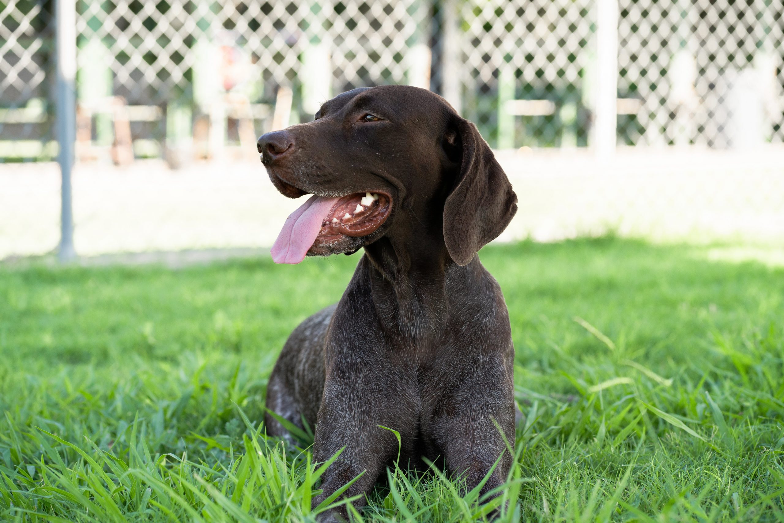 What is the best dog shop food for german shorthaired pointers