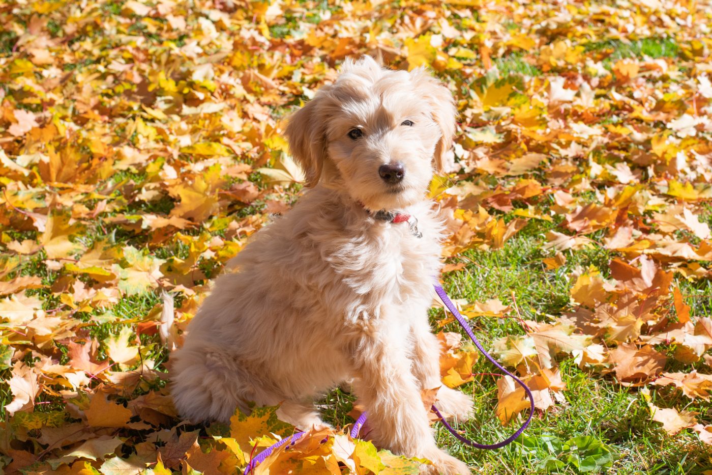 how often do you brush a goldendoodle