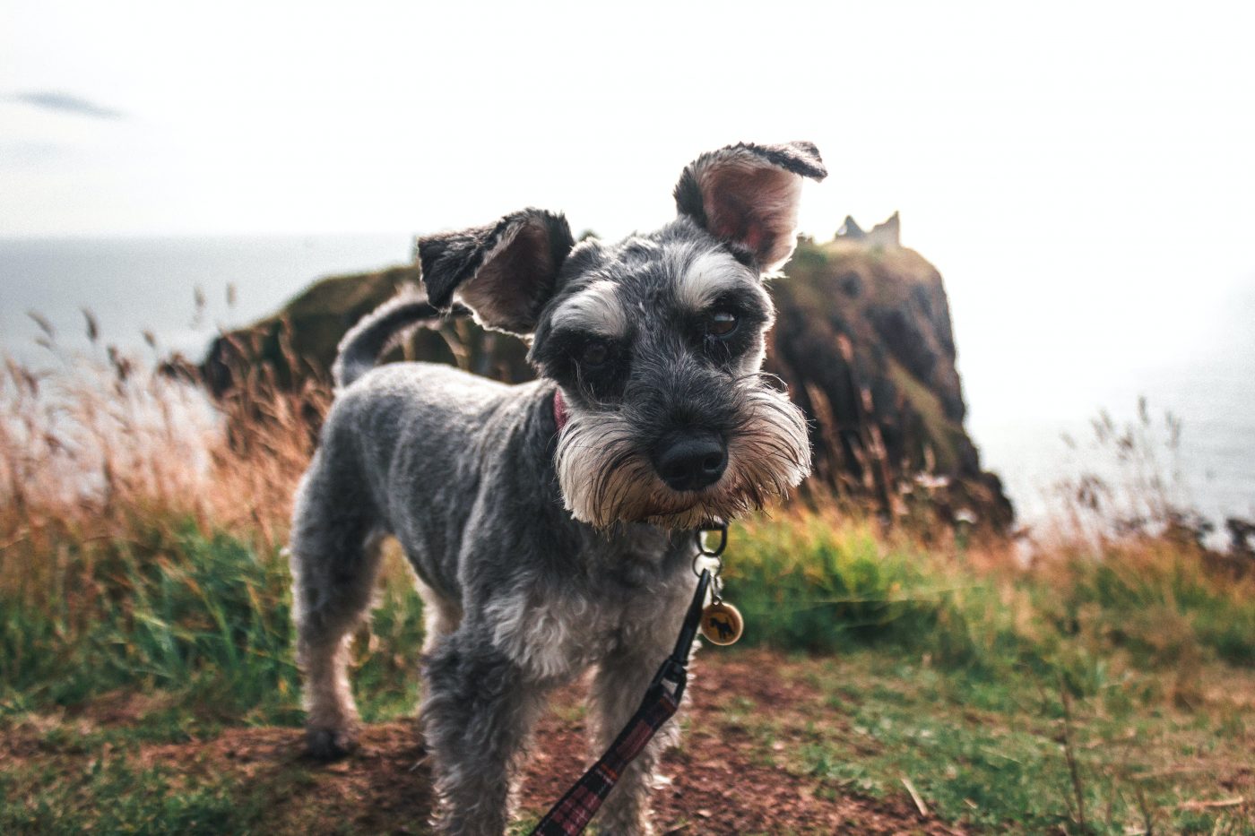 How Much Exercise Does a Schnauzer Need?