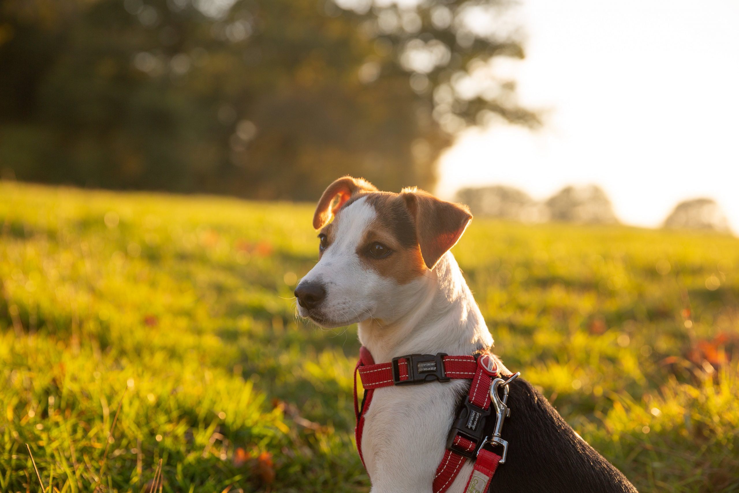 How Much Exercise Does a Jack Russell Need?