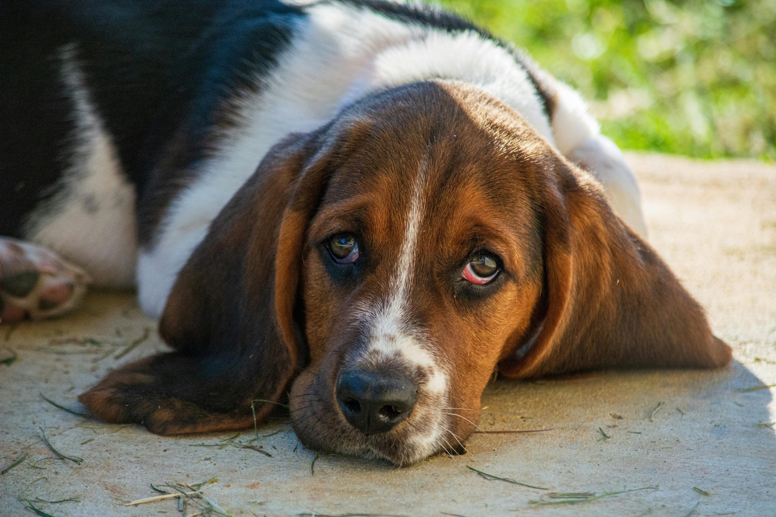 Are Basset Hounds Safe in Cold Weather?