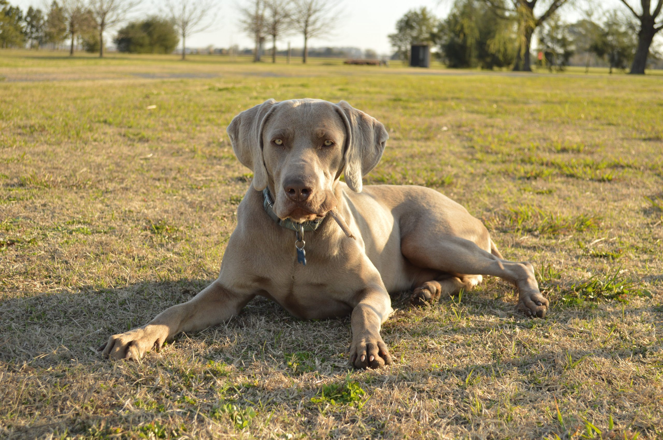Are Weimaraner Safe in Cold Weather?