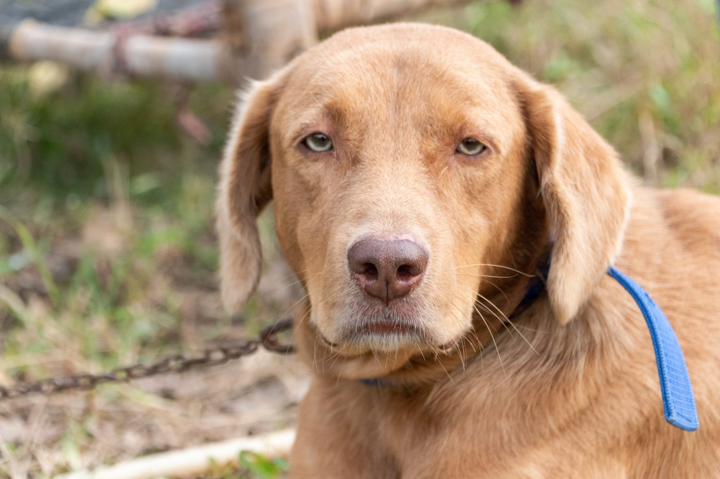 How Much Do You Feed a Chesapeake Bay Retriever