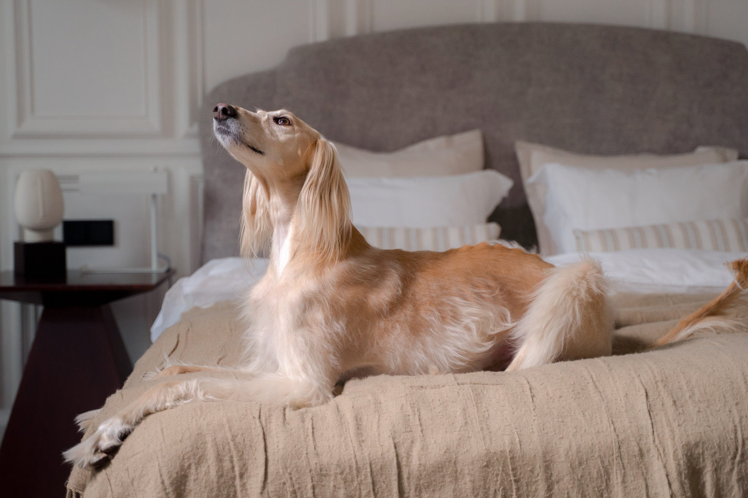 6 Best Comforters for Dog Hair