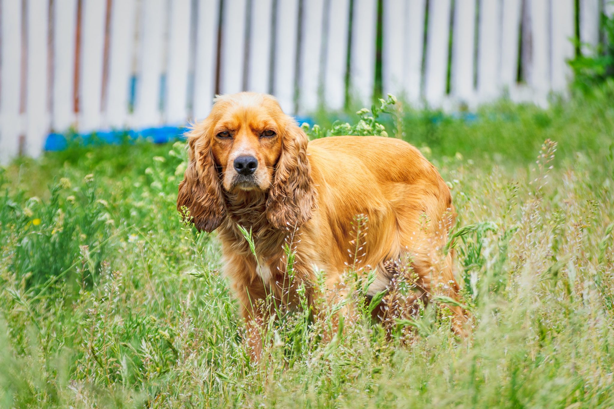 what-s-the-best-age-to-spay-a-female-cocker-spaniel