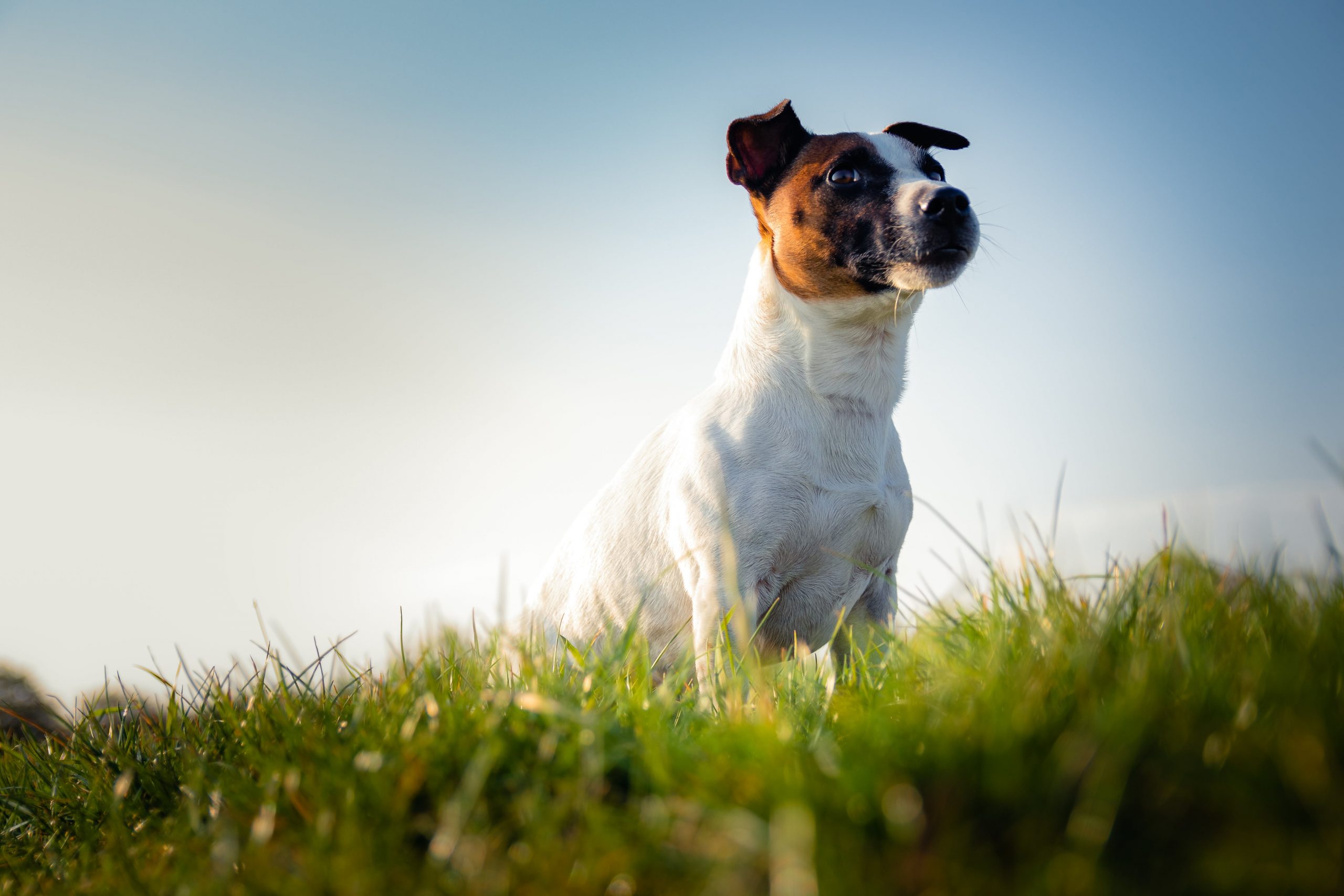 How Often Do You Need To Groom a Jack Russell?