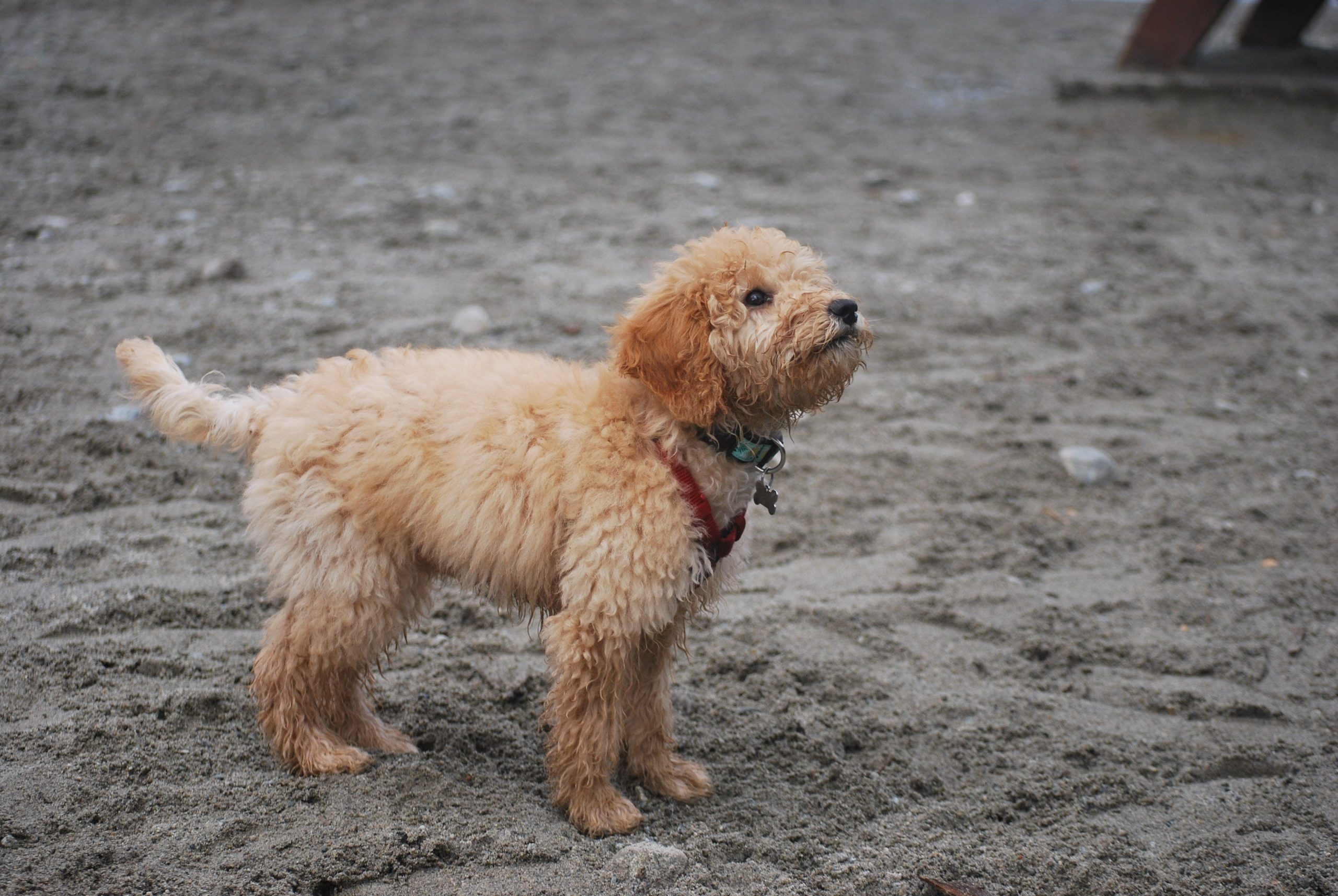 How much to feed goldendoodle clearance puppy