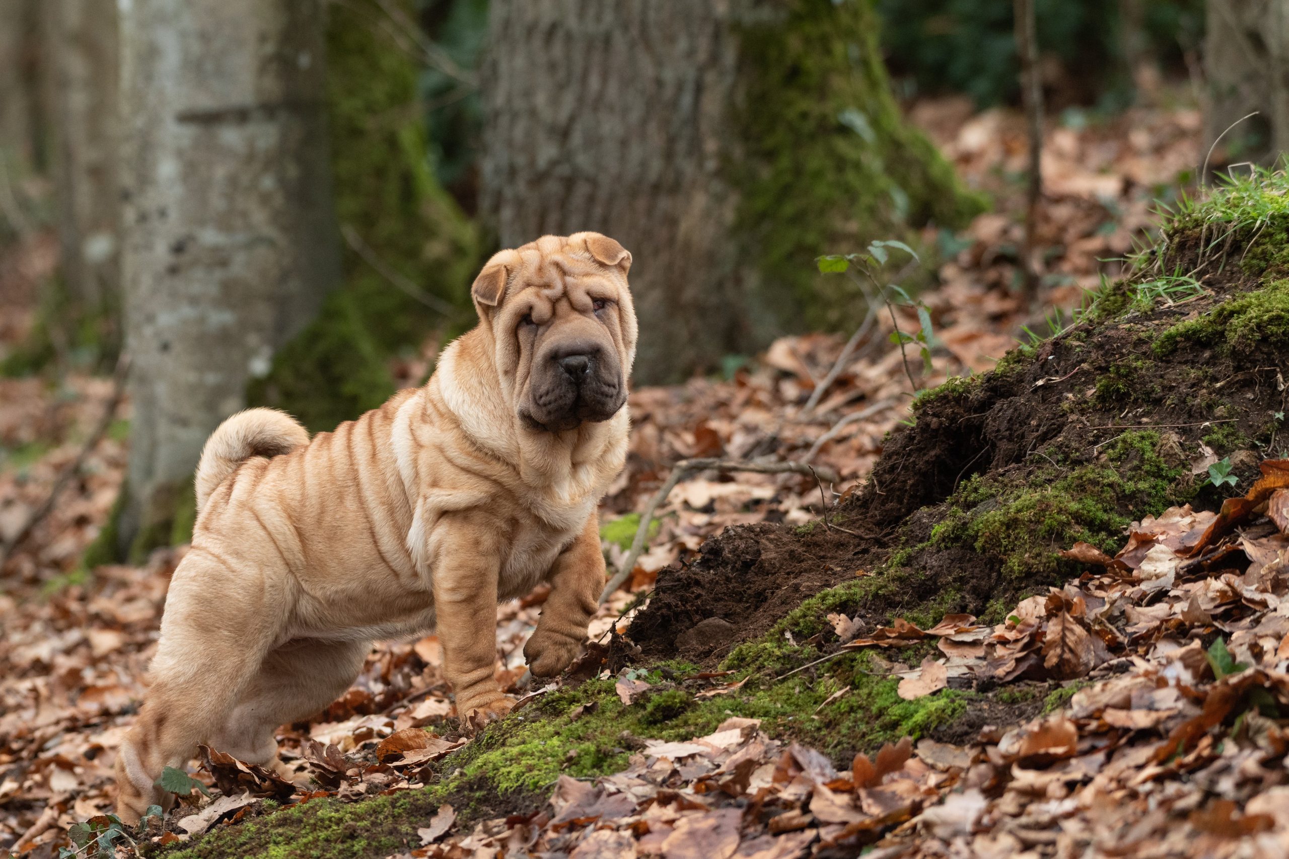 Are Shar Pei Safe in Cold Weather?
