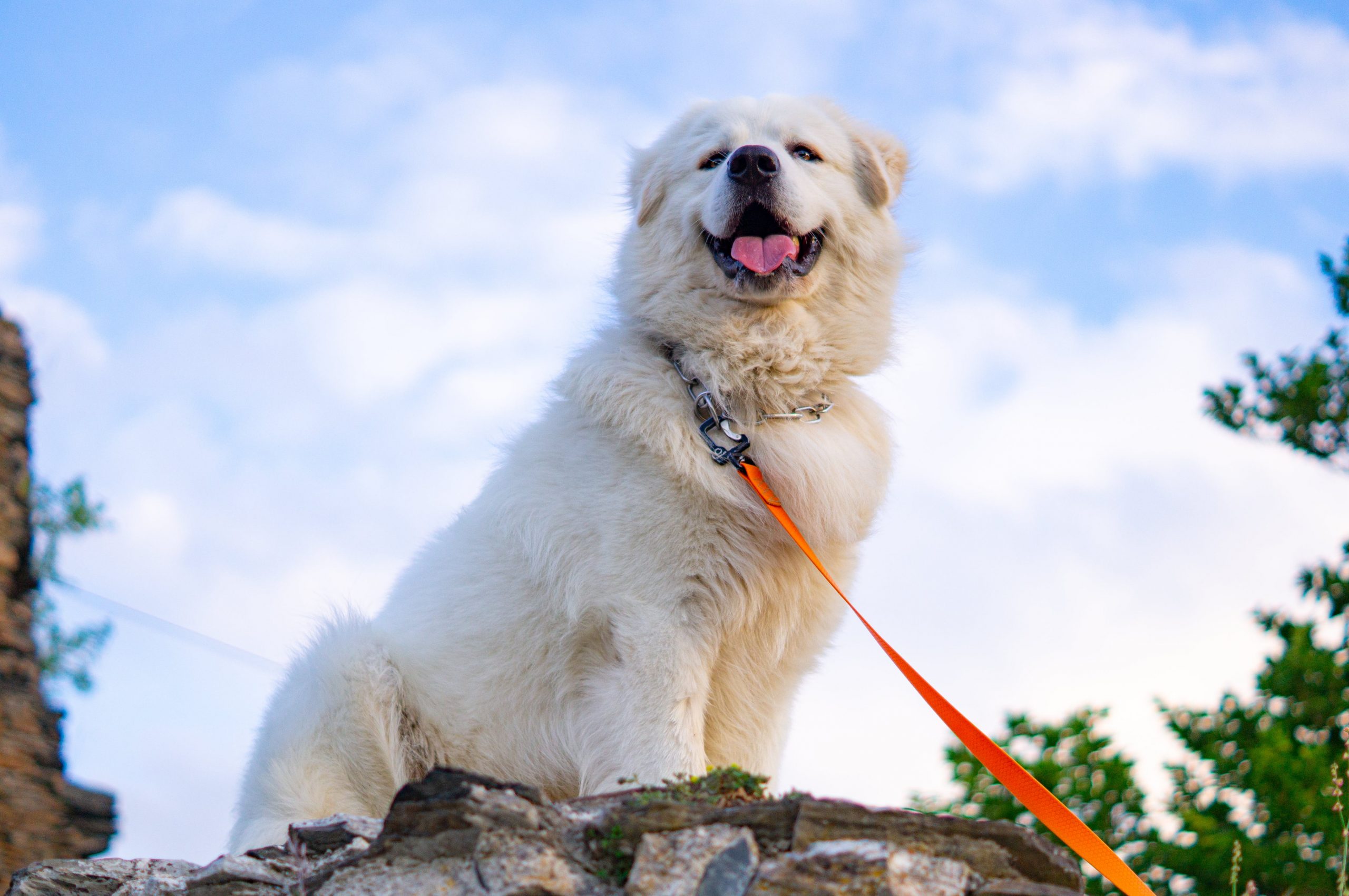 How Much Do You Feed a Great Pyrenees