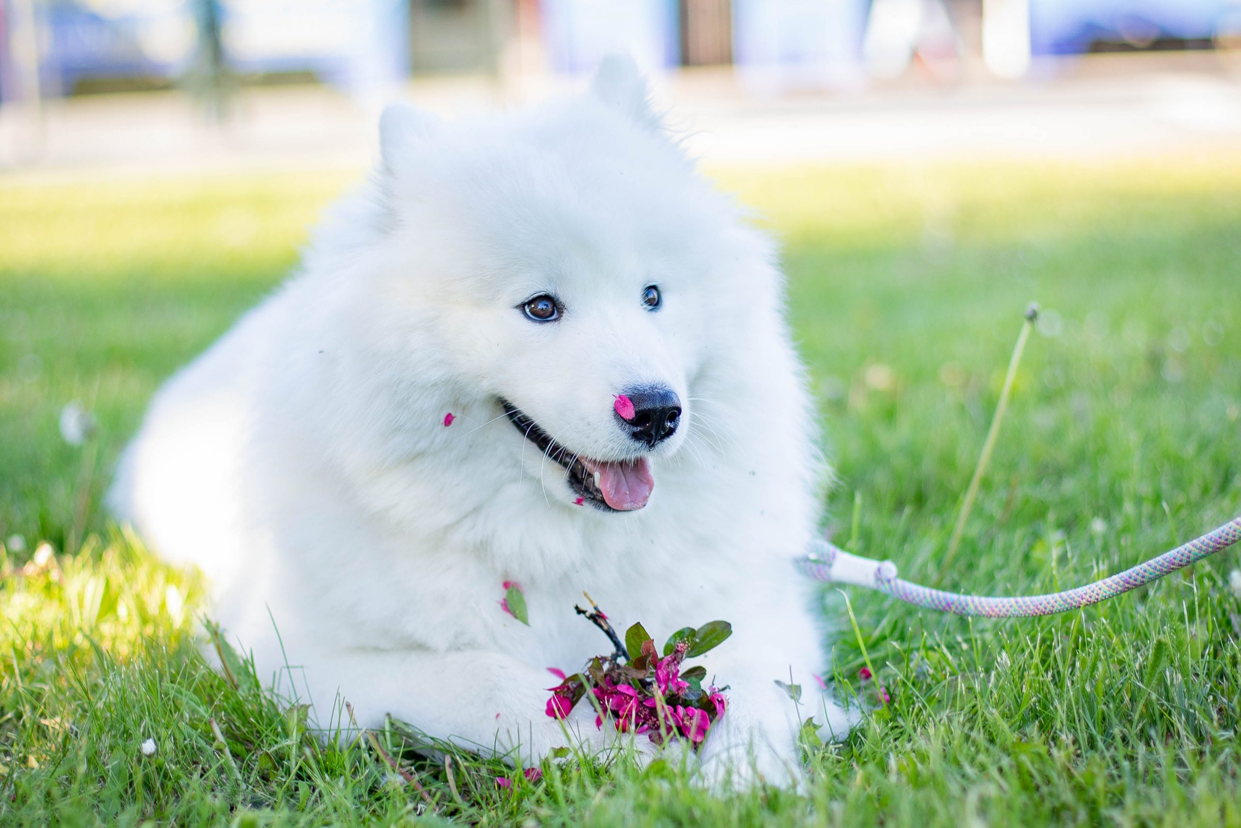 Can a Samoyed Live in An Apartment?