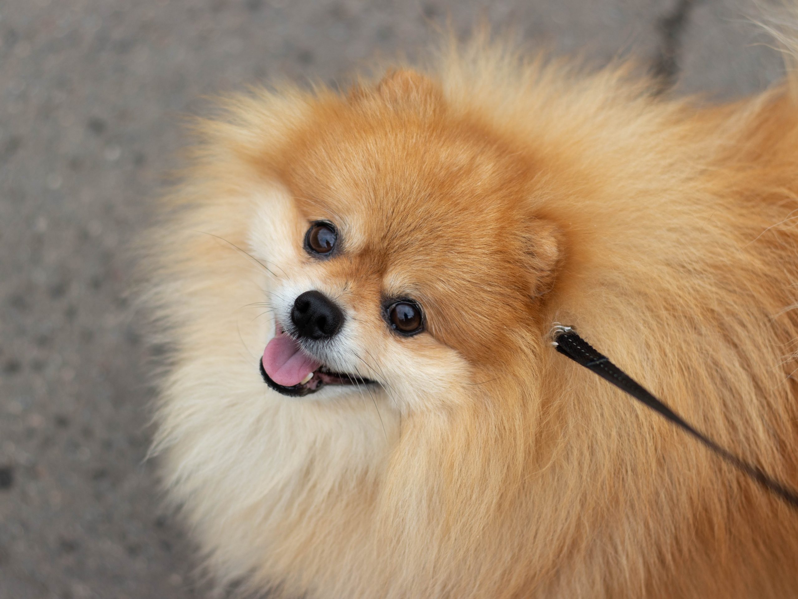 Pomeranian exercise best sale