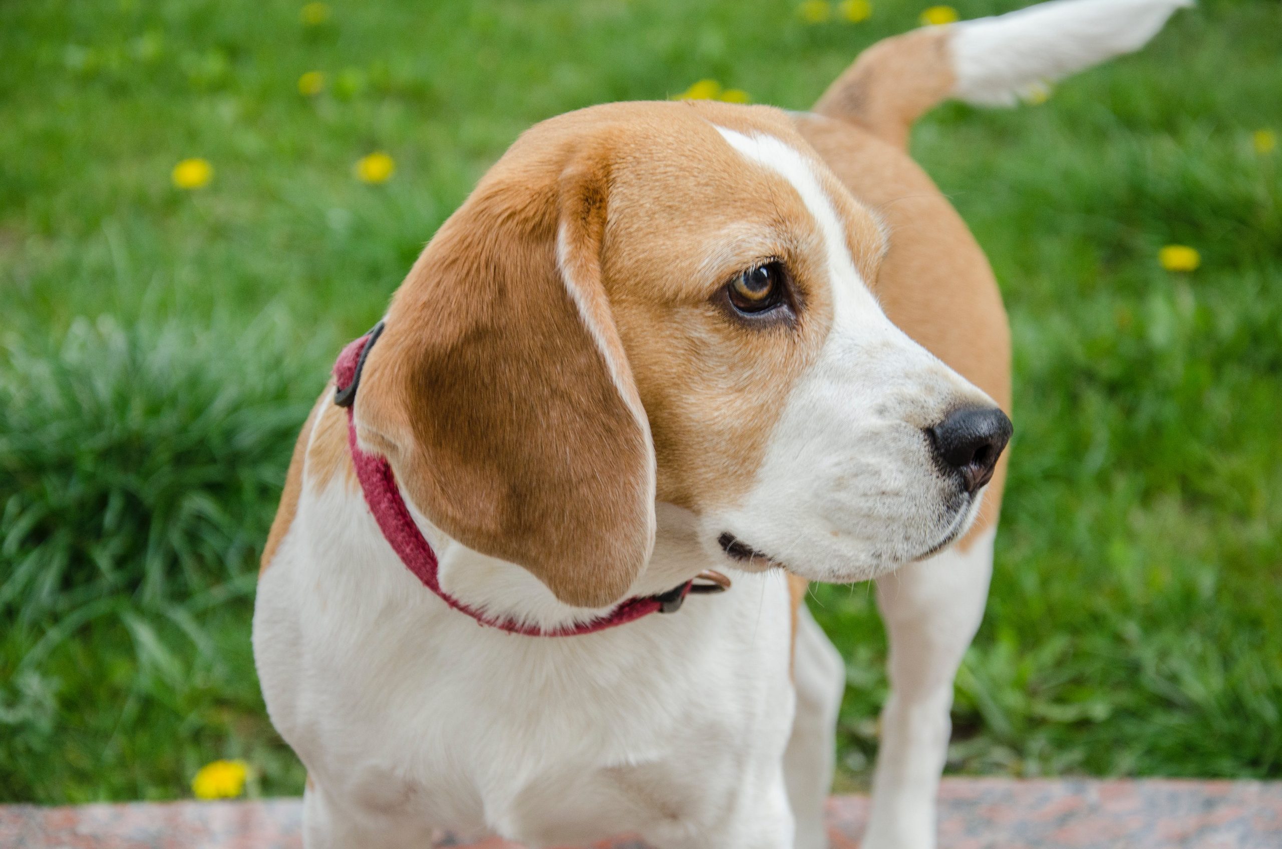 Why Beagles Are Great For Kids