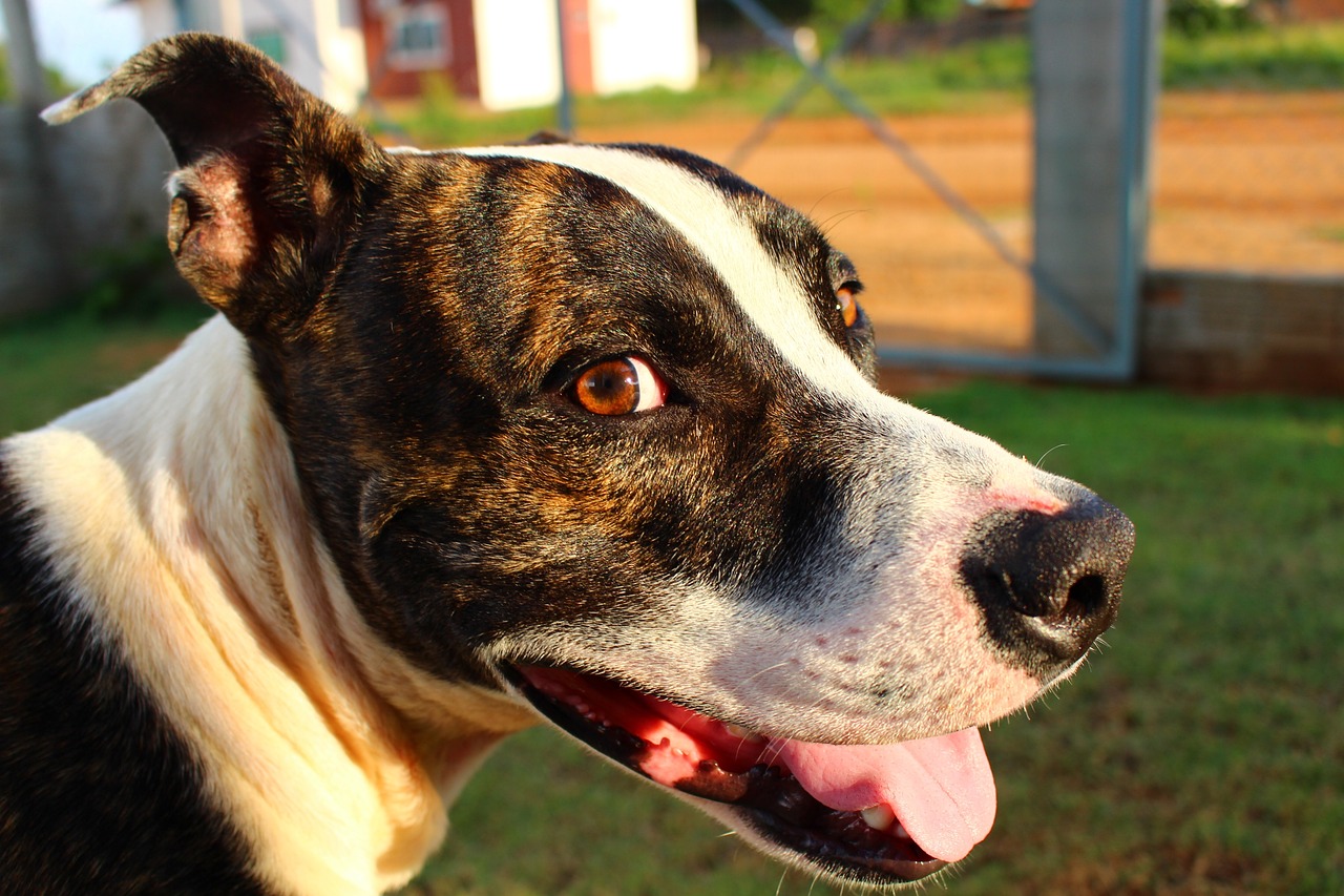 Finding an apartment when you own a Pit Bull - iHeartDogs.com