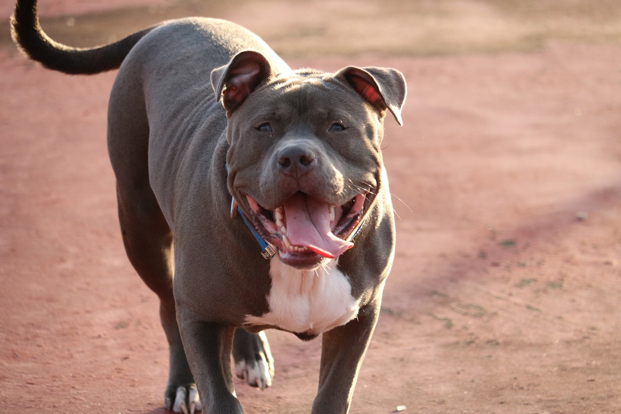 do pit bulls make good apartment dogs