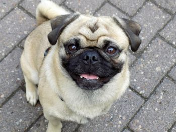 Ideal Diet For Pugs - The Ultimate Pug Feeding Guide