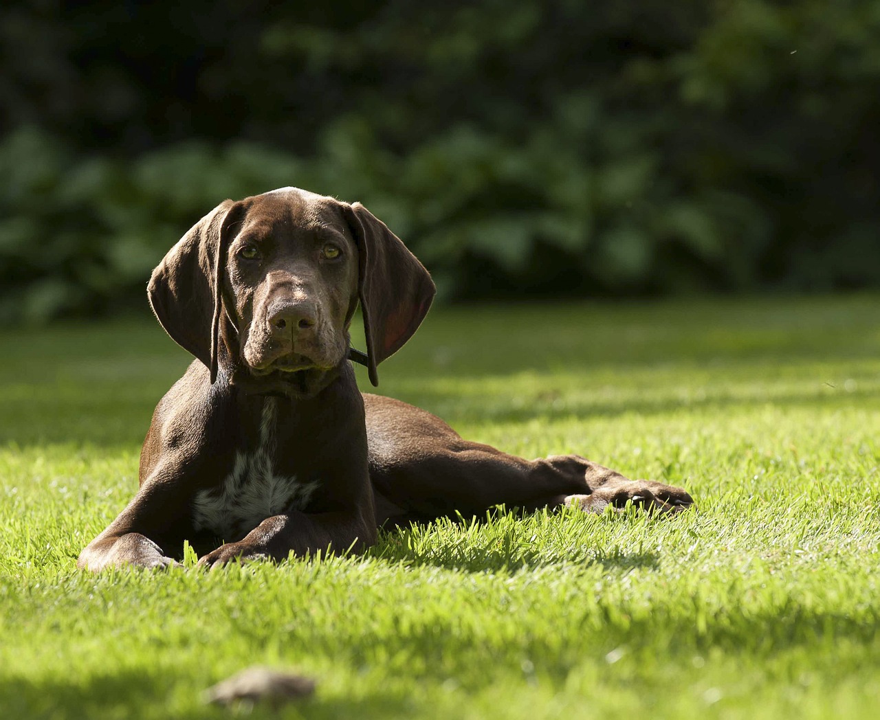 German shorthaired pointer cheap cold weather