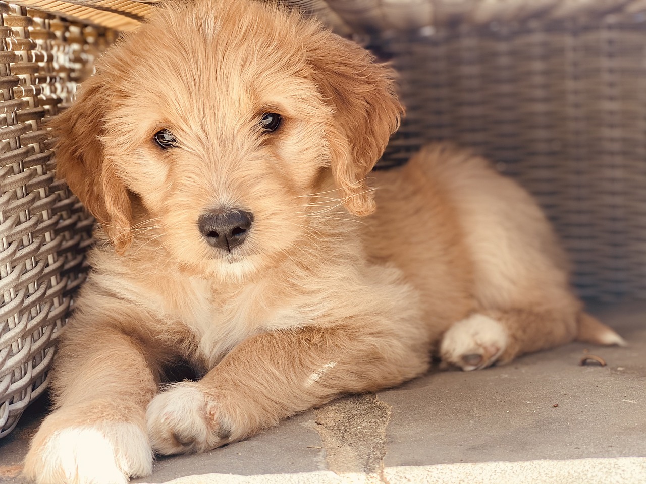 When to hot sale neuter goldendoodle